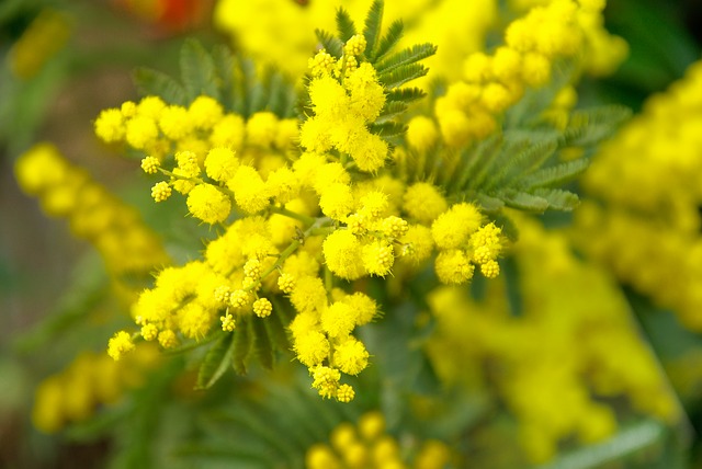 una mimosa fiorita
