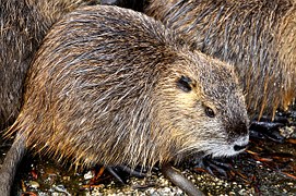 foto nutria